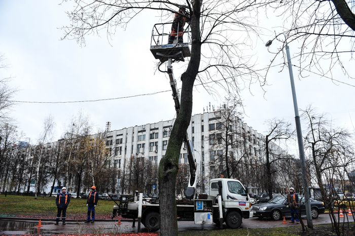 Обрезка тополей в Москве