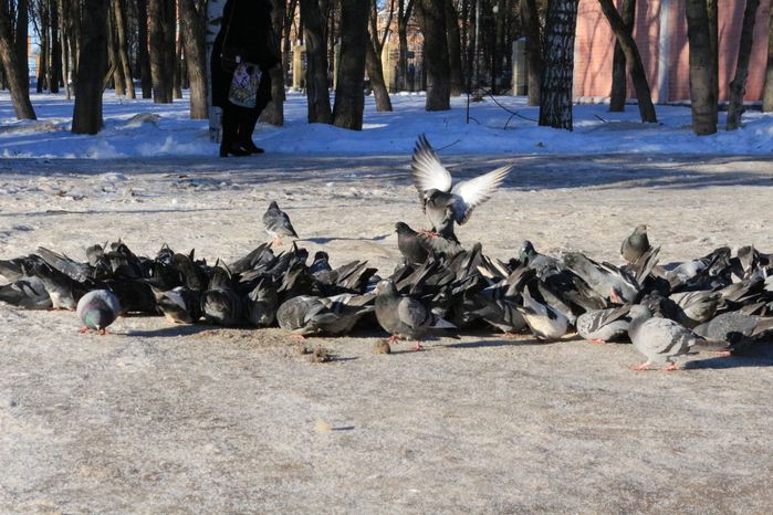 Голуби в Сергиевом Посаде