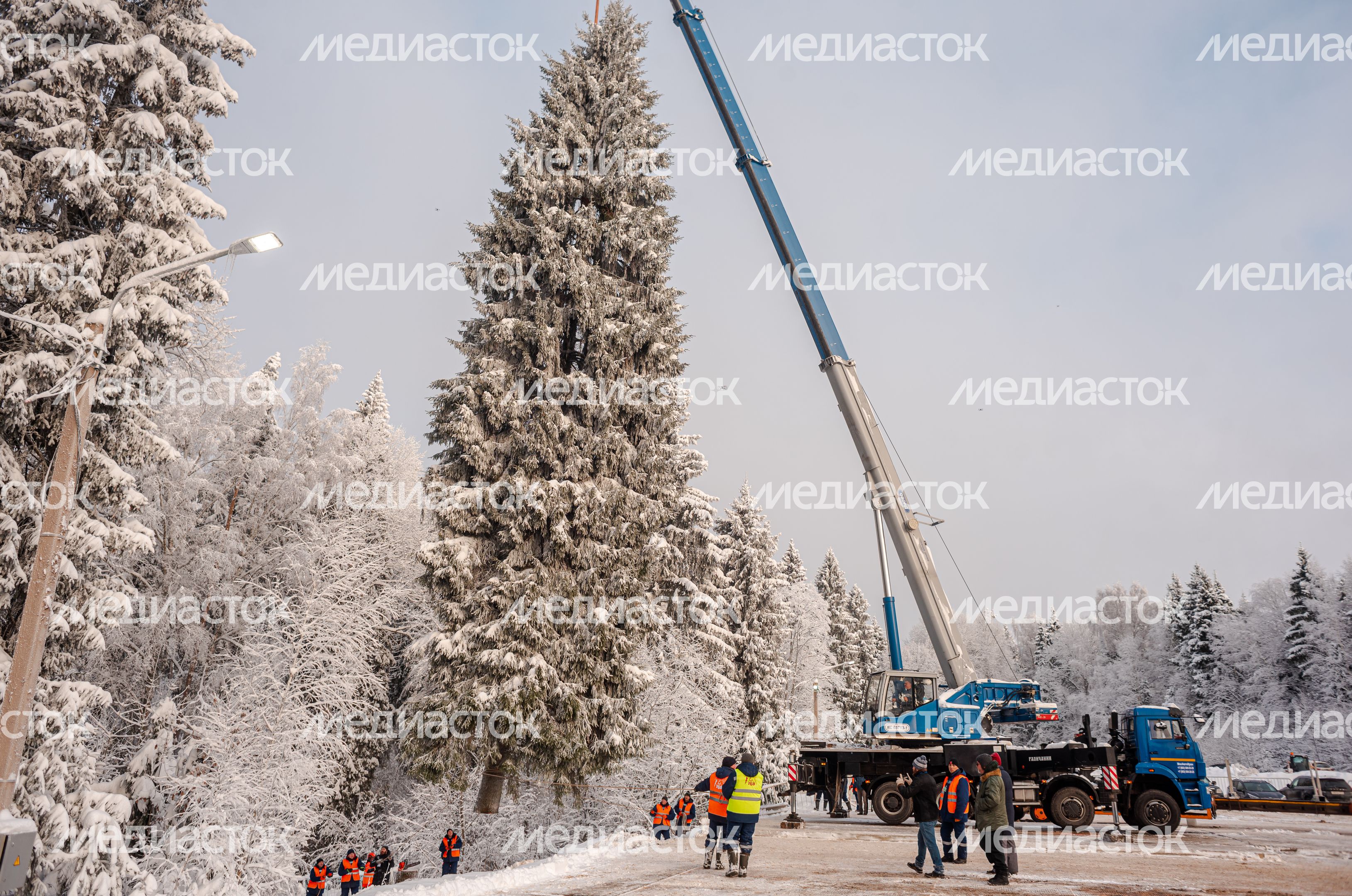 Рубка главной новогодней елки страны