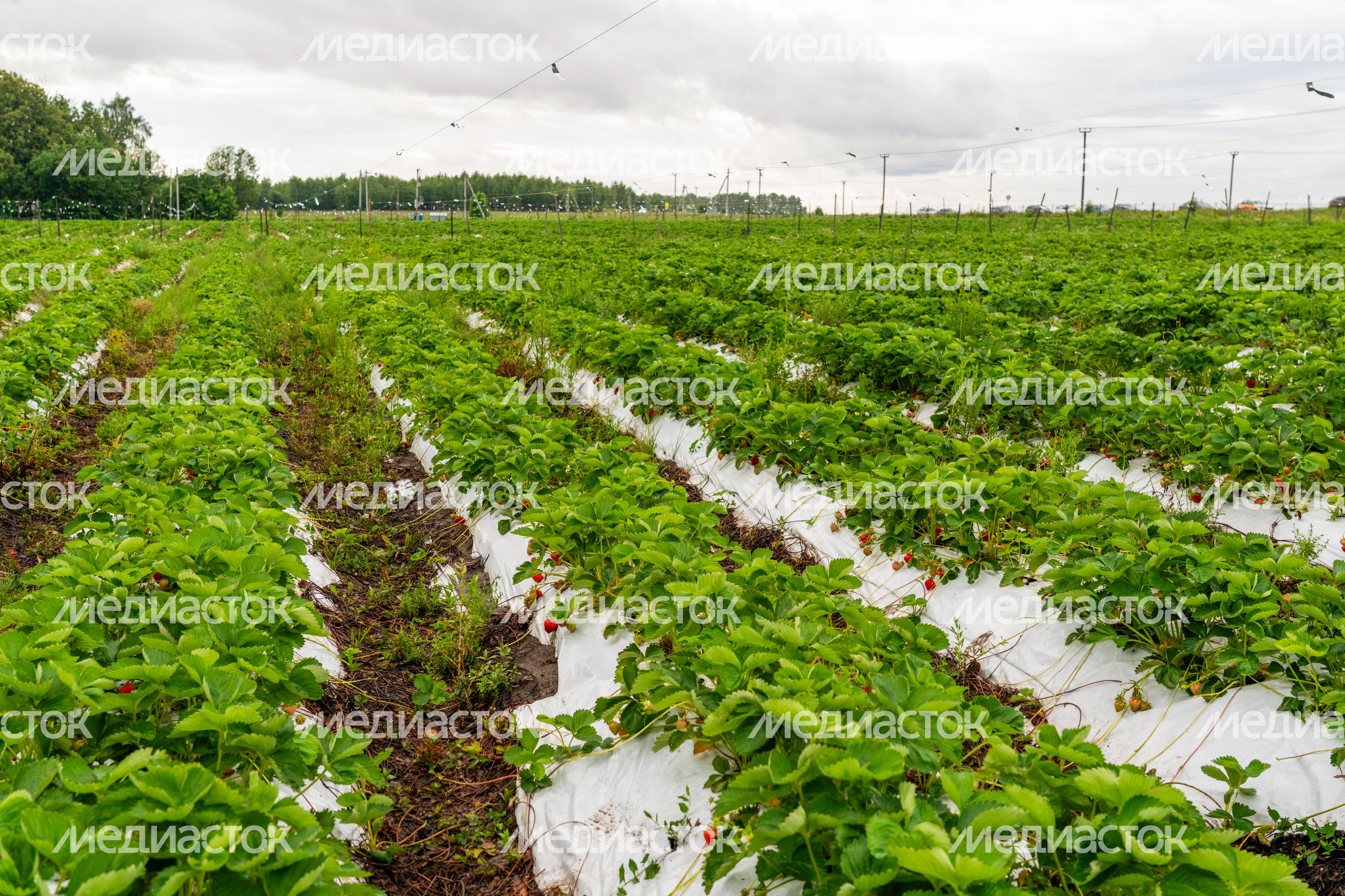 Поля клубники фермерского хозяйства «Вилла изобилия» в деревне Прончищево округа Серпухов