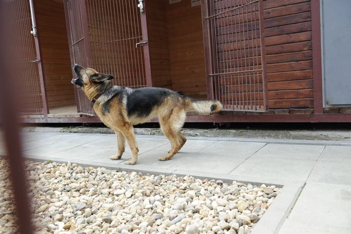 Центр кинологической службы в Москве