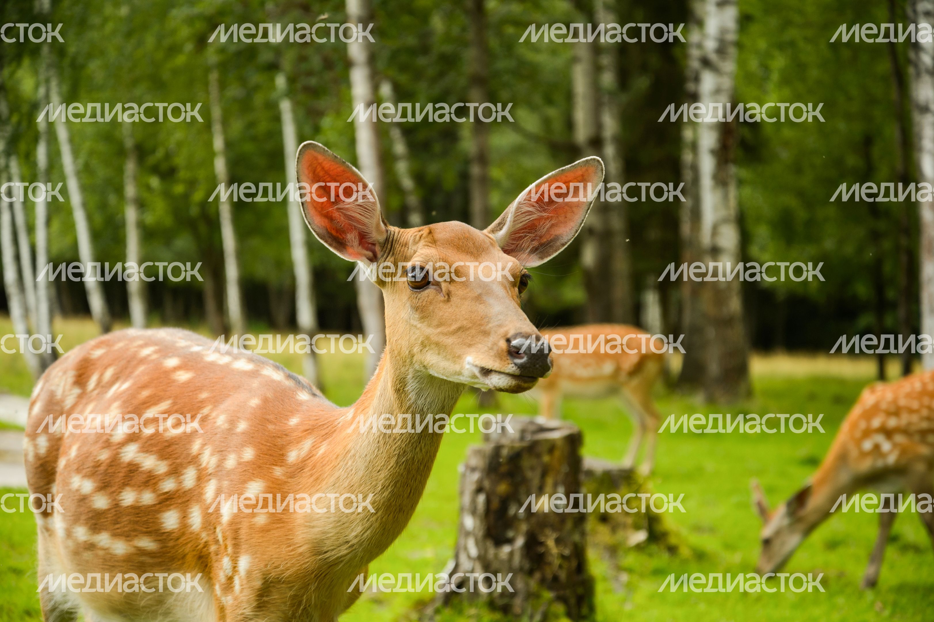 Усадьба Веретьево
