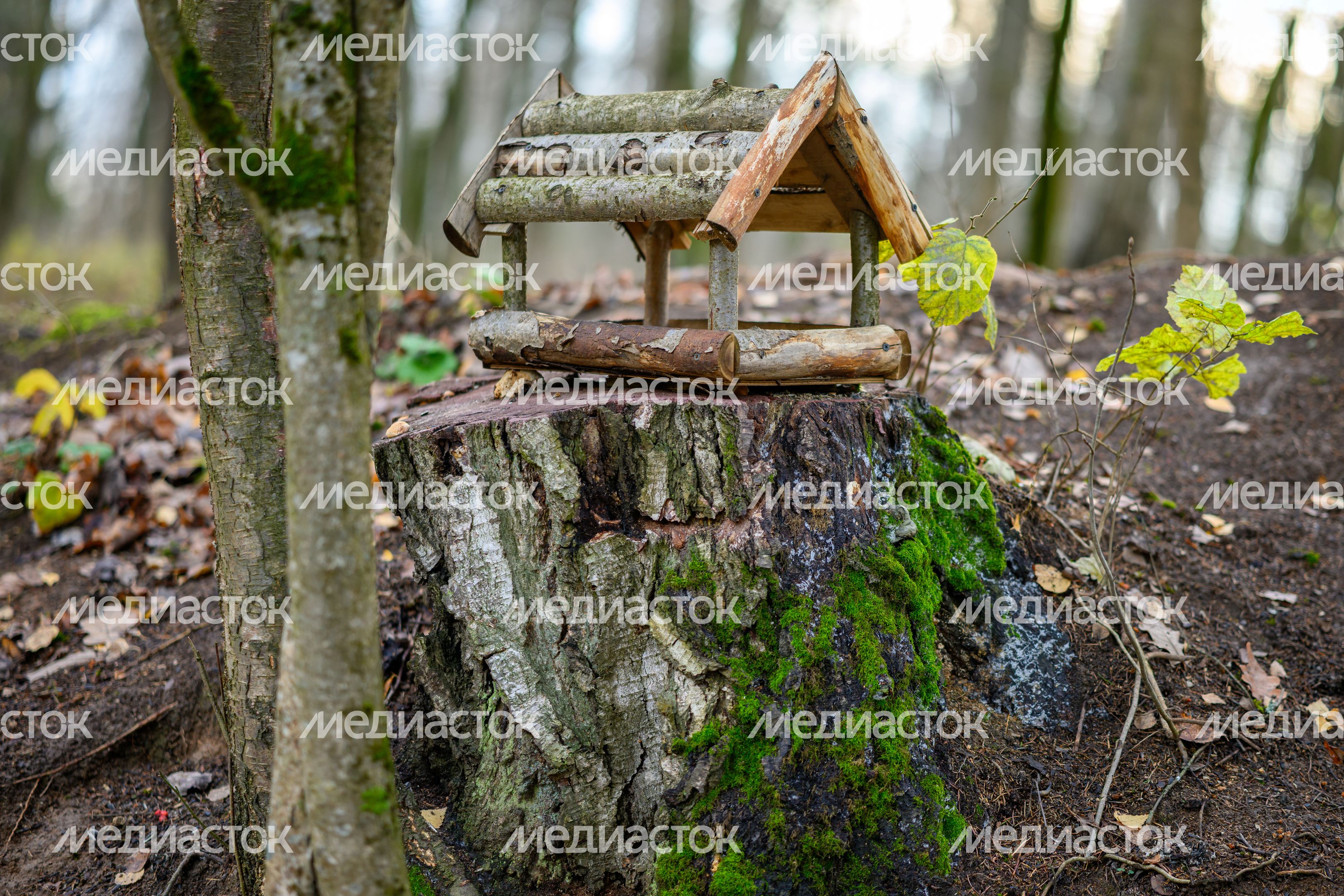 Кормушка в парке «Ближняя дача» в Мытищах осенью Кормушка в парке «Ближняя дача» в Мытищах осенью