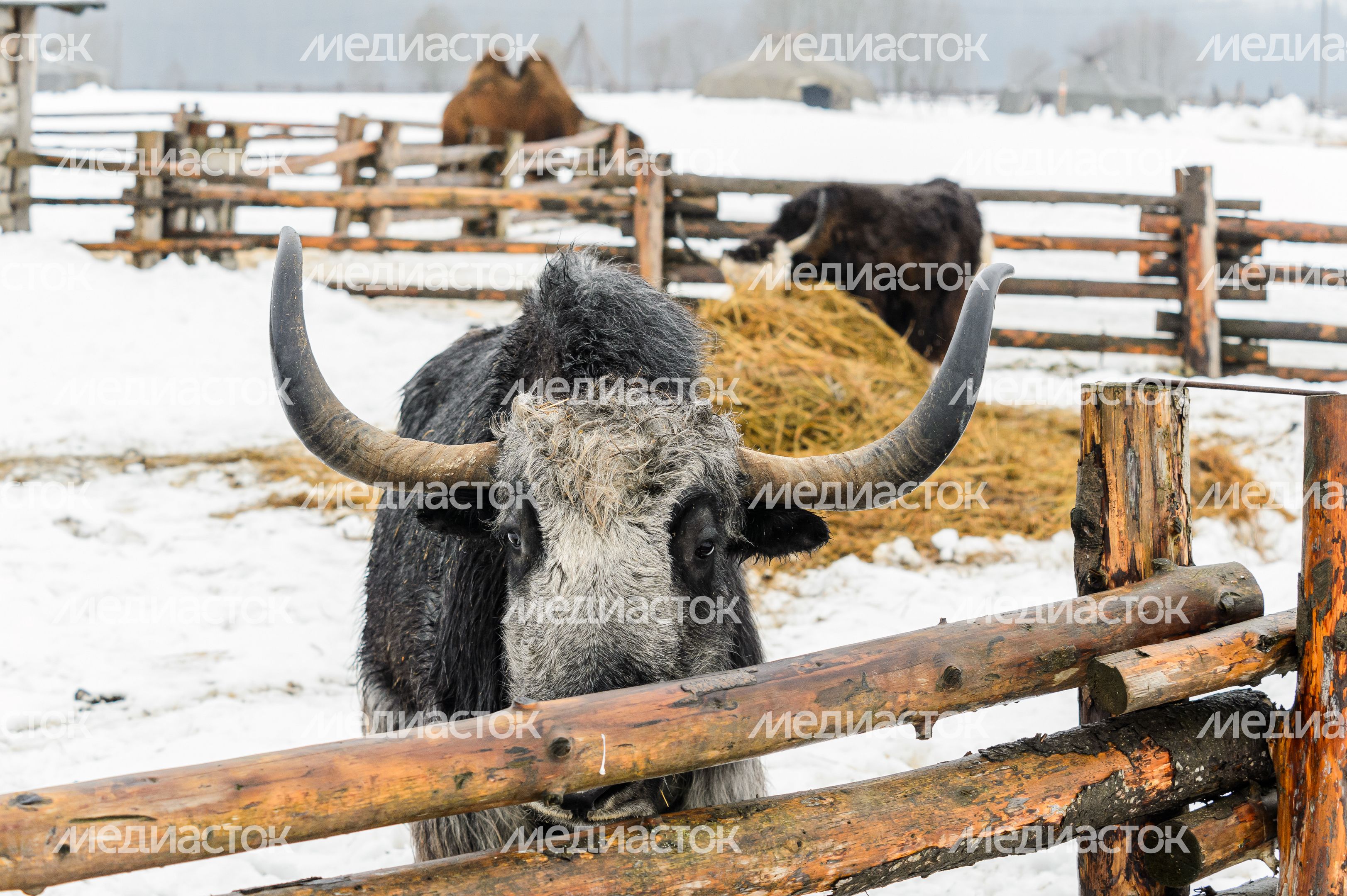 Этнопарк «Кочевник» в Хотьково зимой