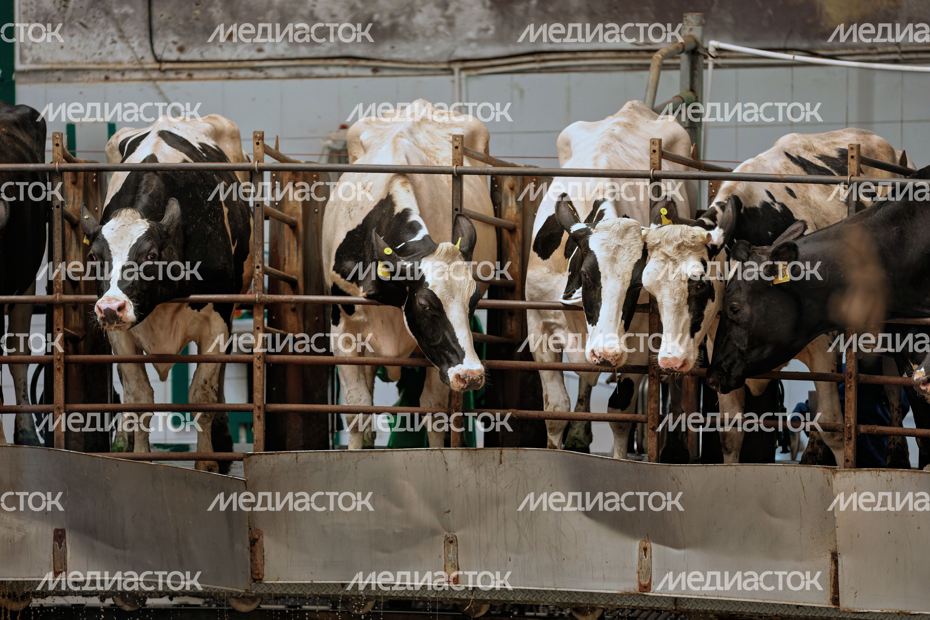 Автоматизированная доильная установка типа «Карусель» на ферме «Рота-Агро Благовещенье» в Наро-Фоминском округе Автоматизированная доильная установка типа «Карусель» на ферме «Рота-Агро Благовещенье» в Наро-Фоминском округе