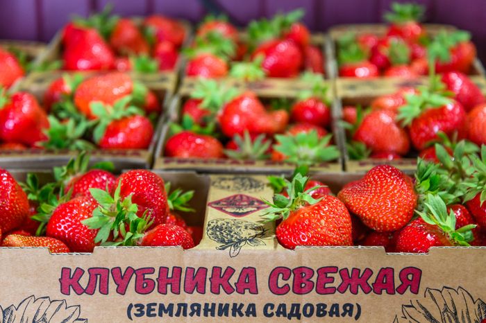 Луховицкая клубника на полях ООО "Русская ягода"