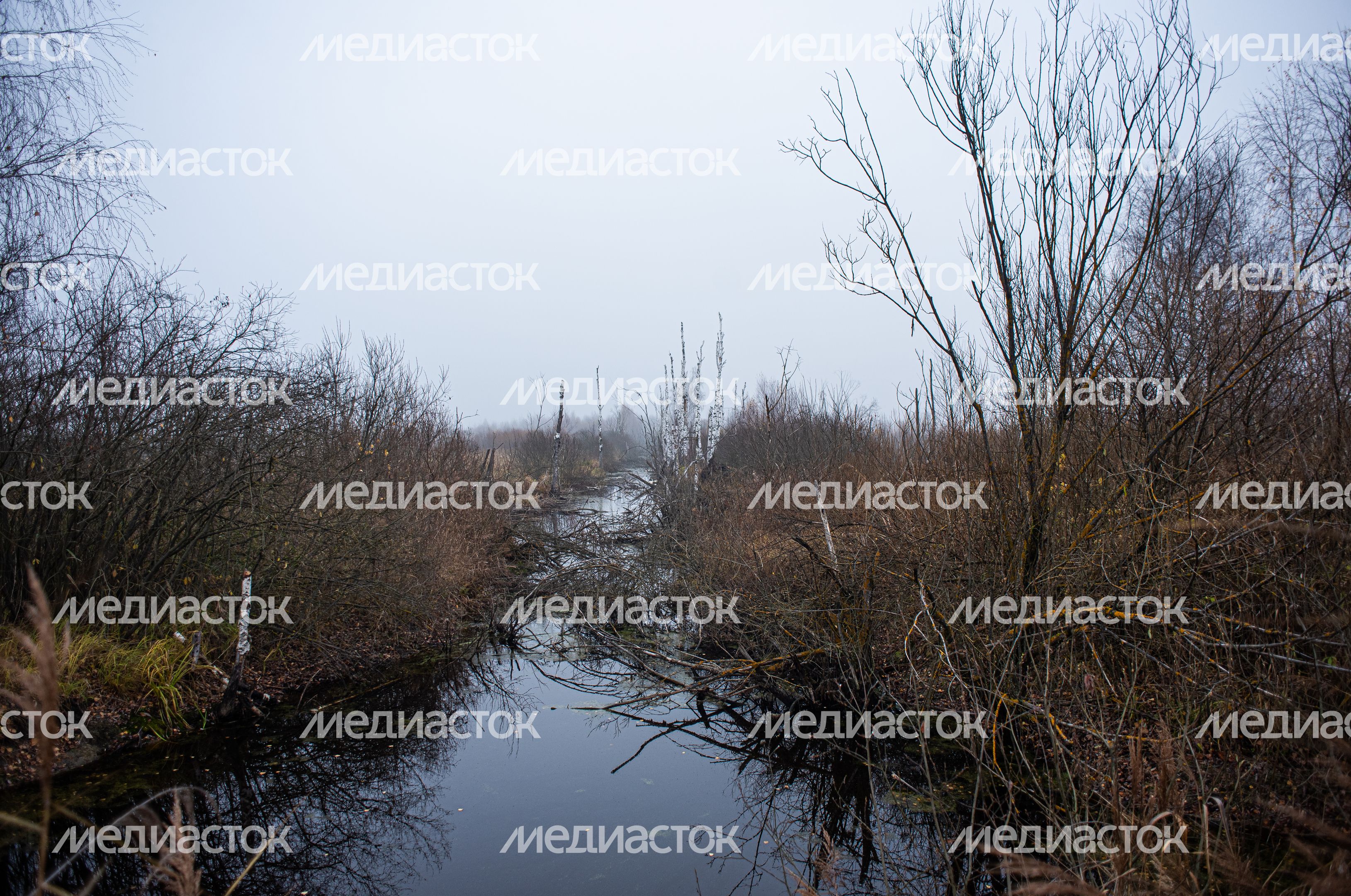 Шатурские болота