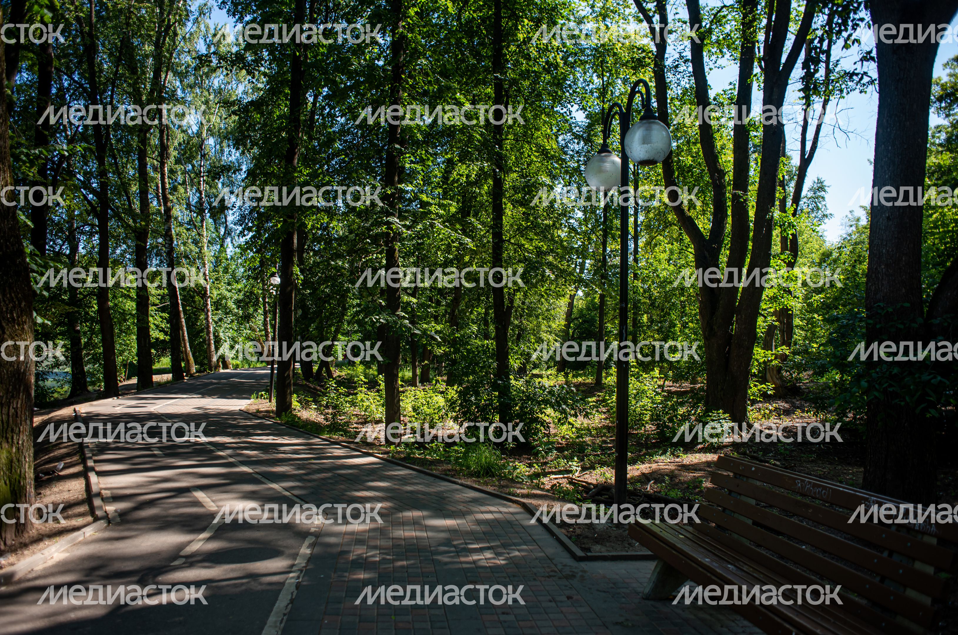 Летние виды Сестрорецкого парка в Клину
