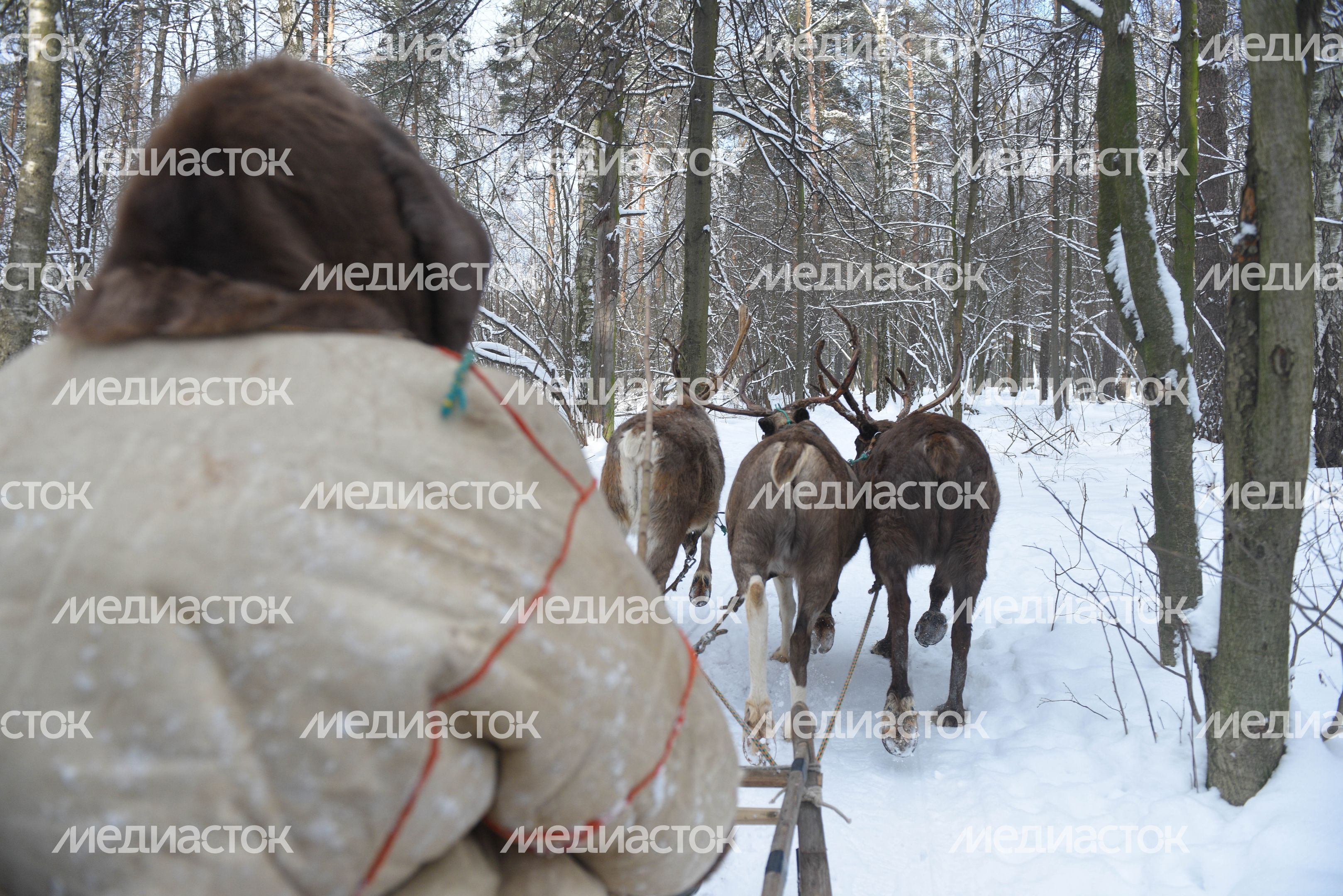 Оленья ферма в Дзержинском