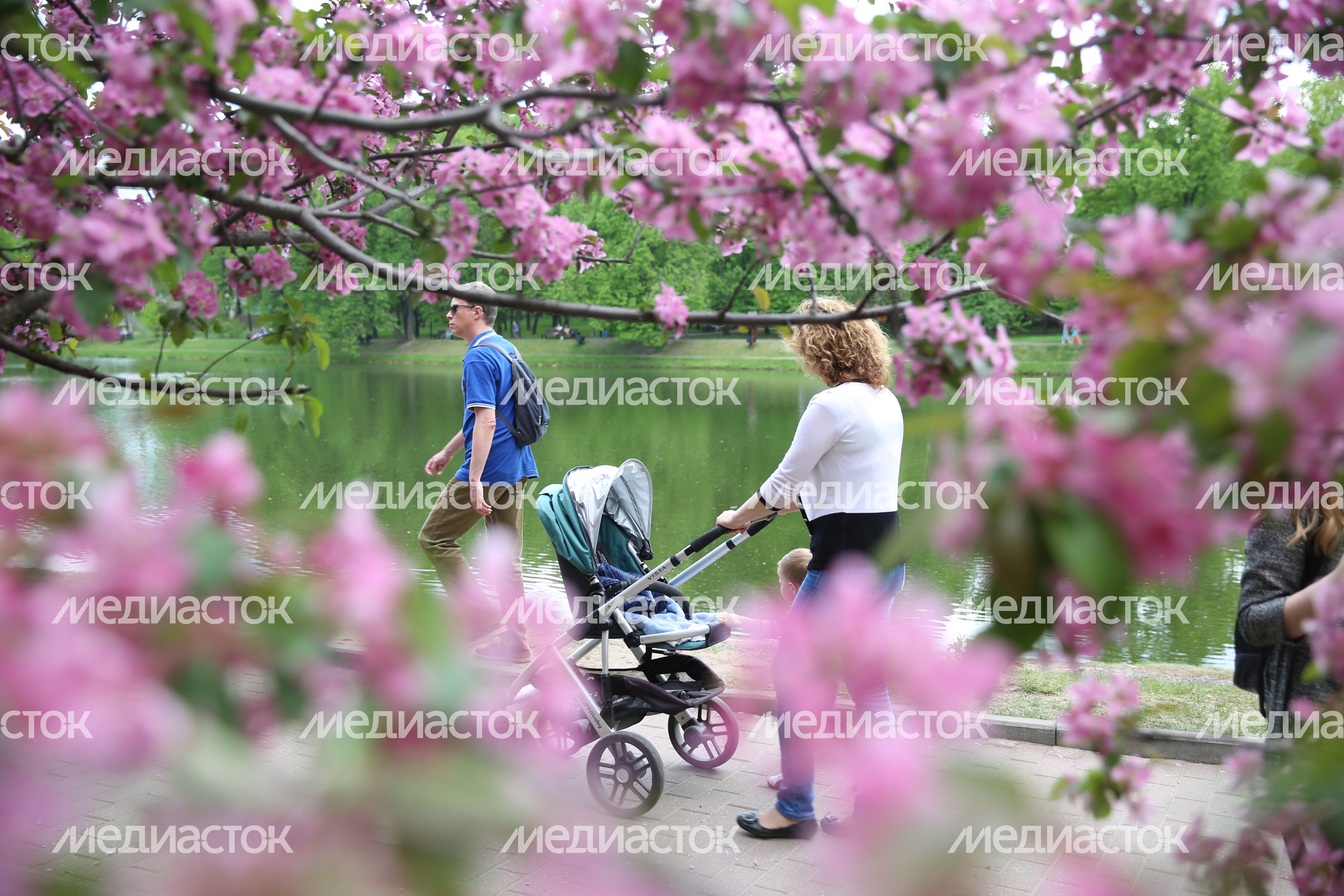 Цветущая яблоня в Екатерининском саду в Москве
