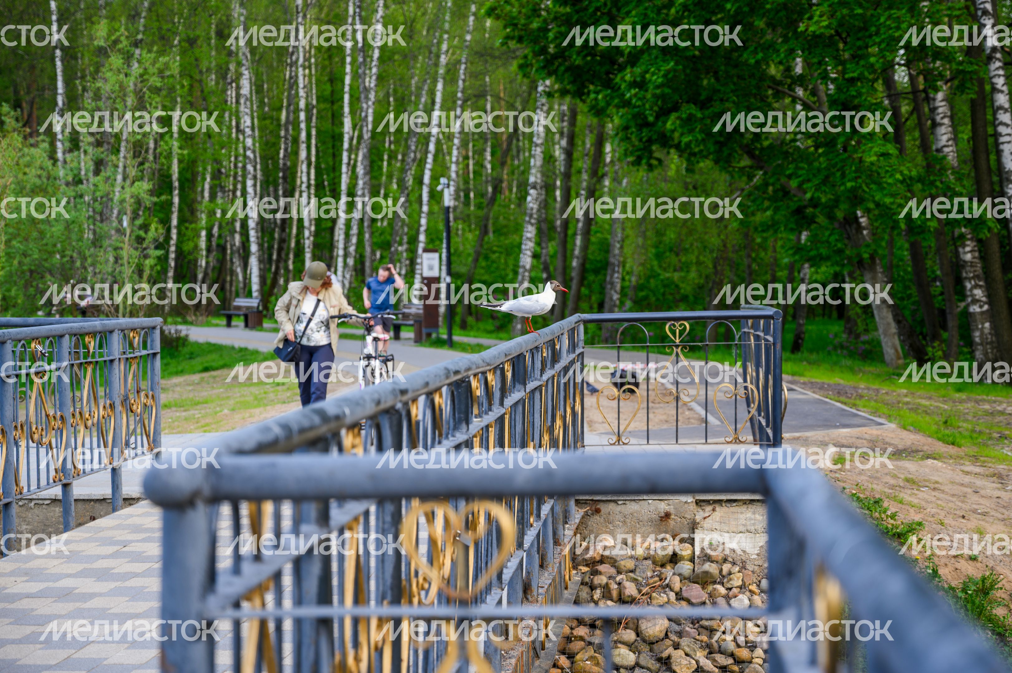 Парк «Малаховское озеро» в поселке Малаховка округа Люберцы