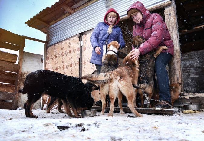 Собачий приют в Воскресенске