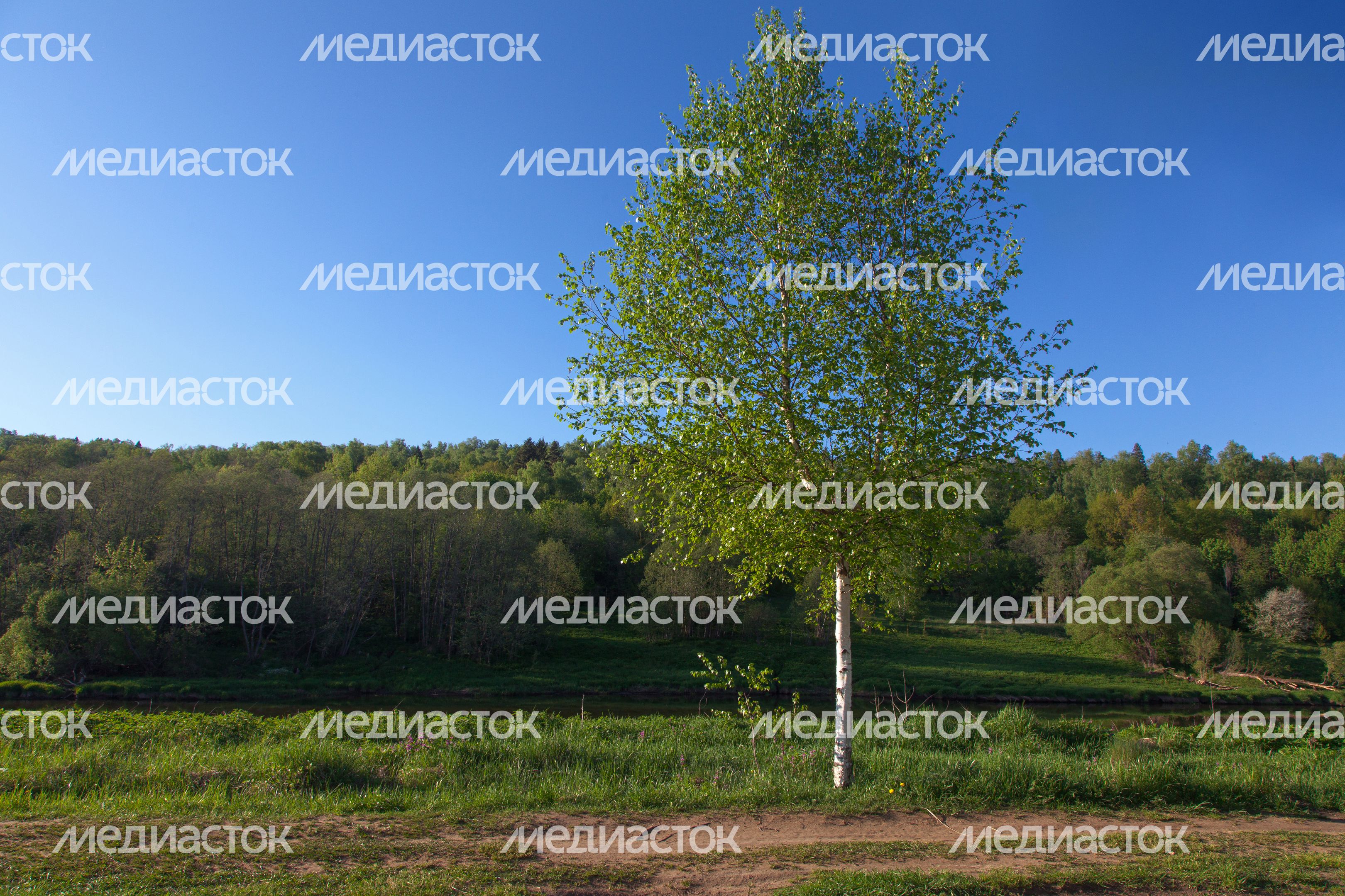 Природа Подмосковья: берег Москвы-реки в Тучково Рузского округа Природа Подмосковья: берег Москвы-реки в Тучково Рузского округа