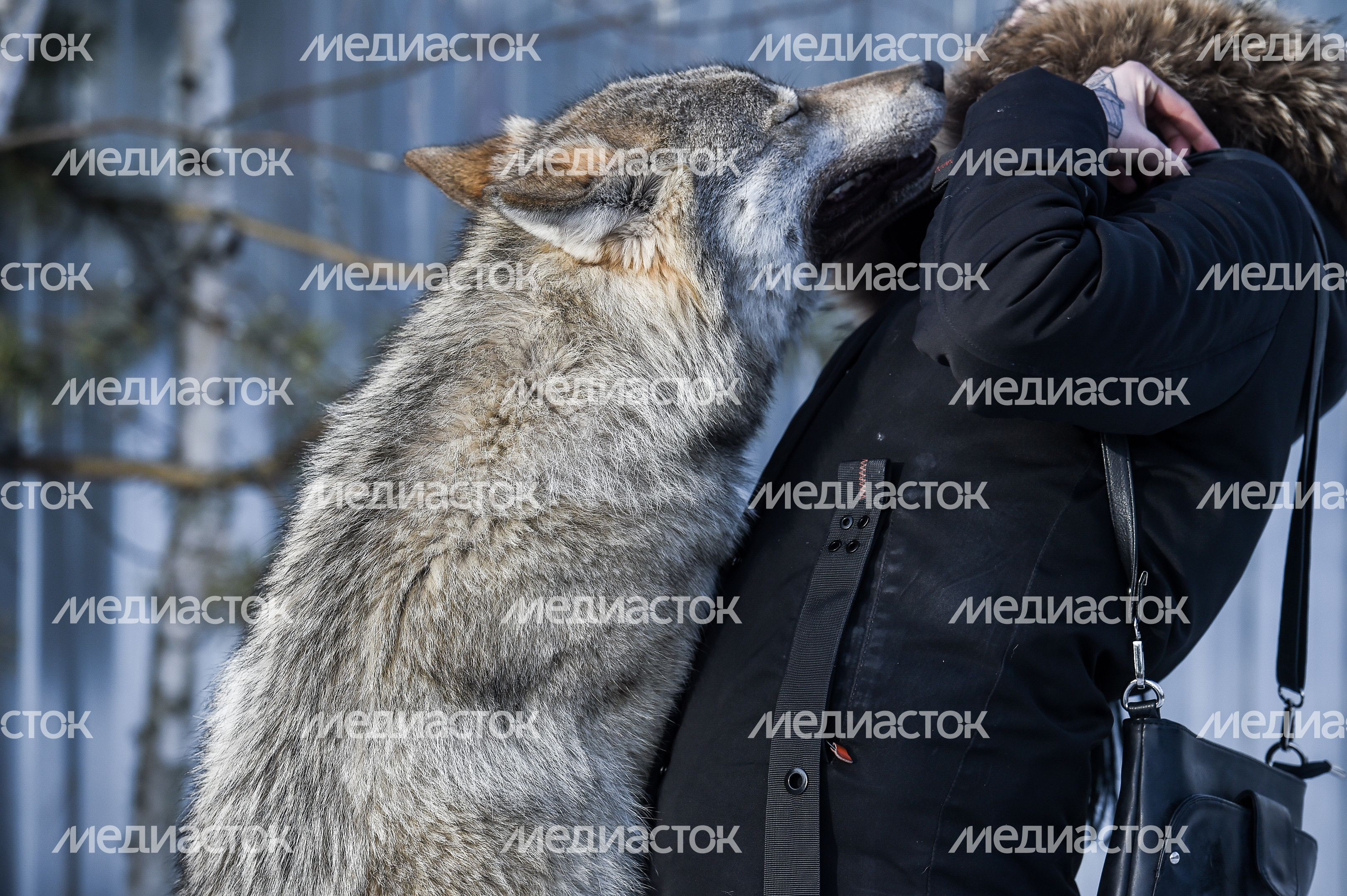Частный приют Чертог Волка в Подмосковье Частный приют Чертог Волка в Подмосковье