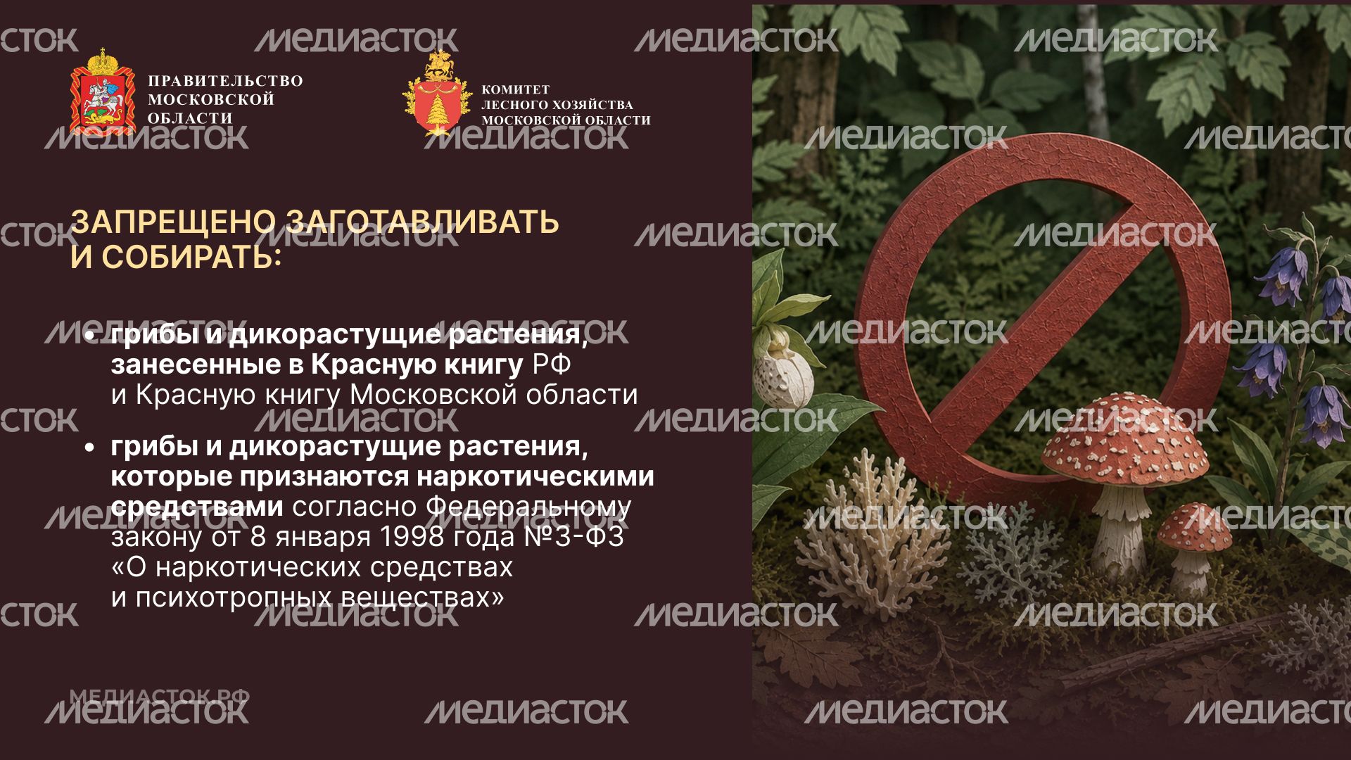 Ягоды, грибы, лекарственные растения горизонталь 04