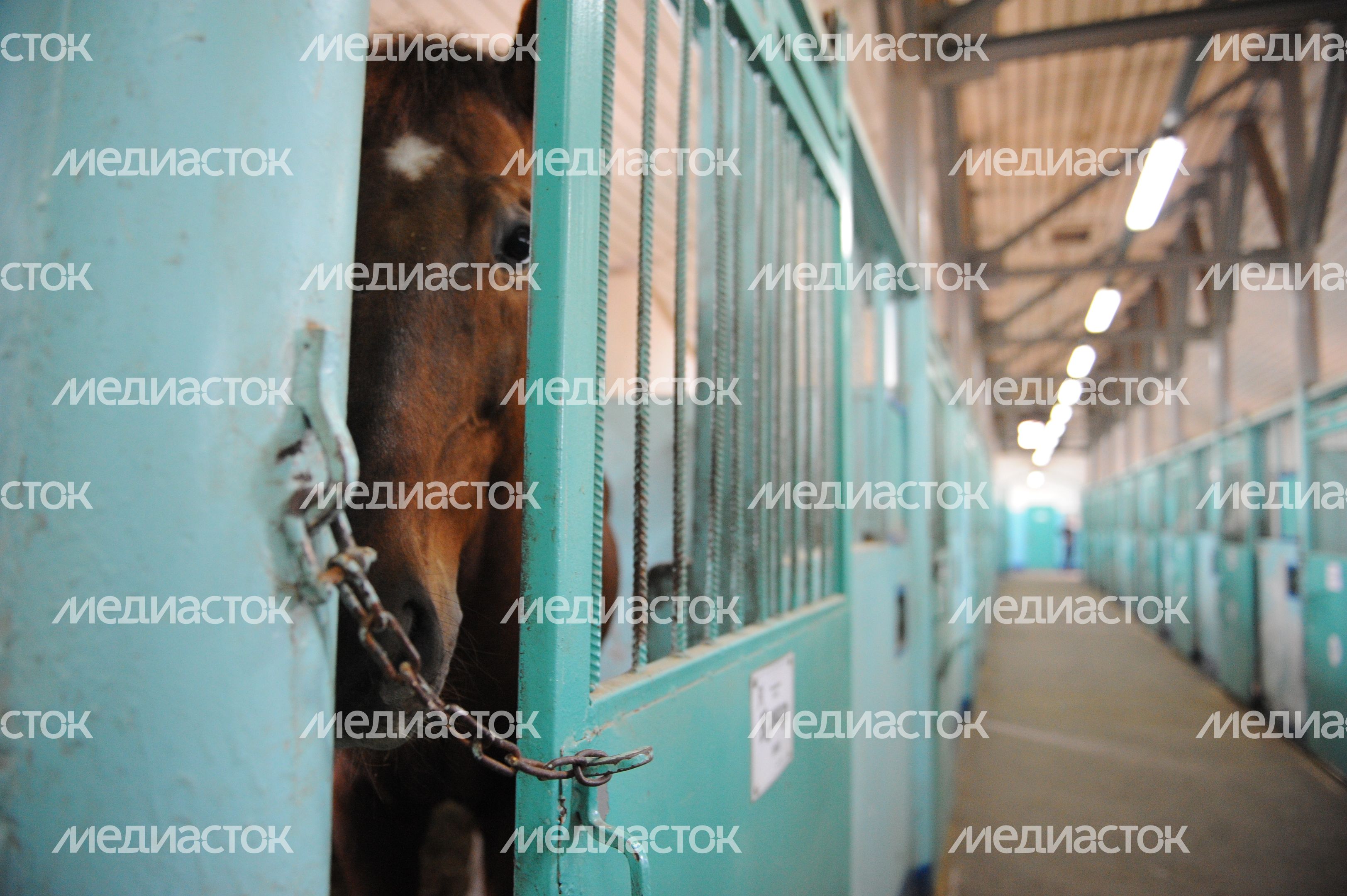 Конная полиция Москвы