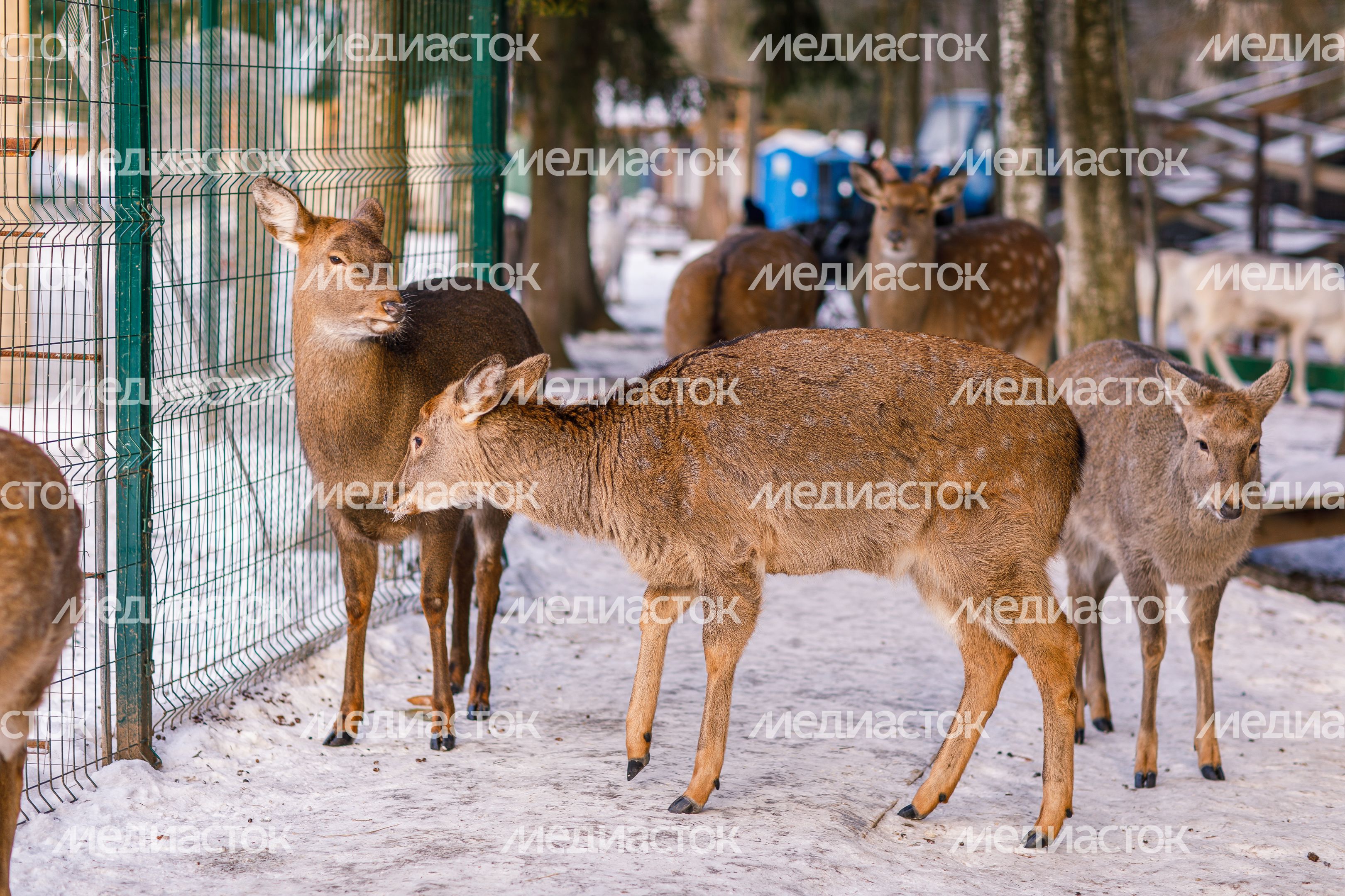 Оленья ферма ZooОleni в Рузском округе