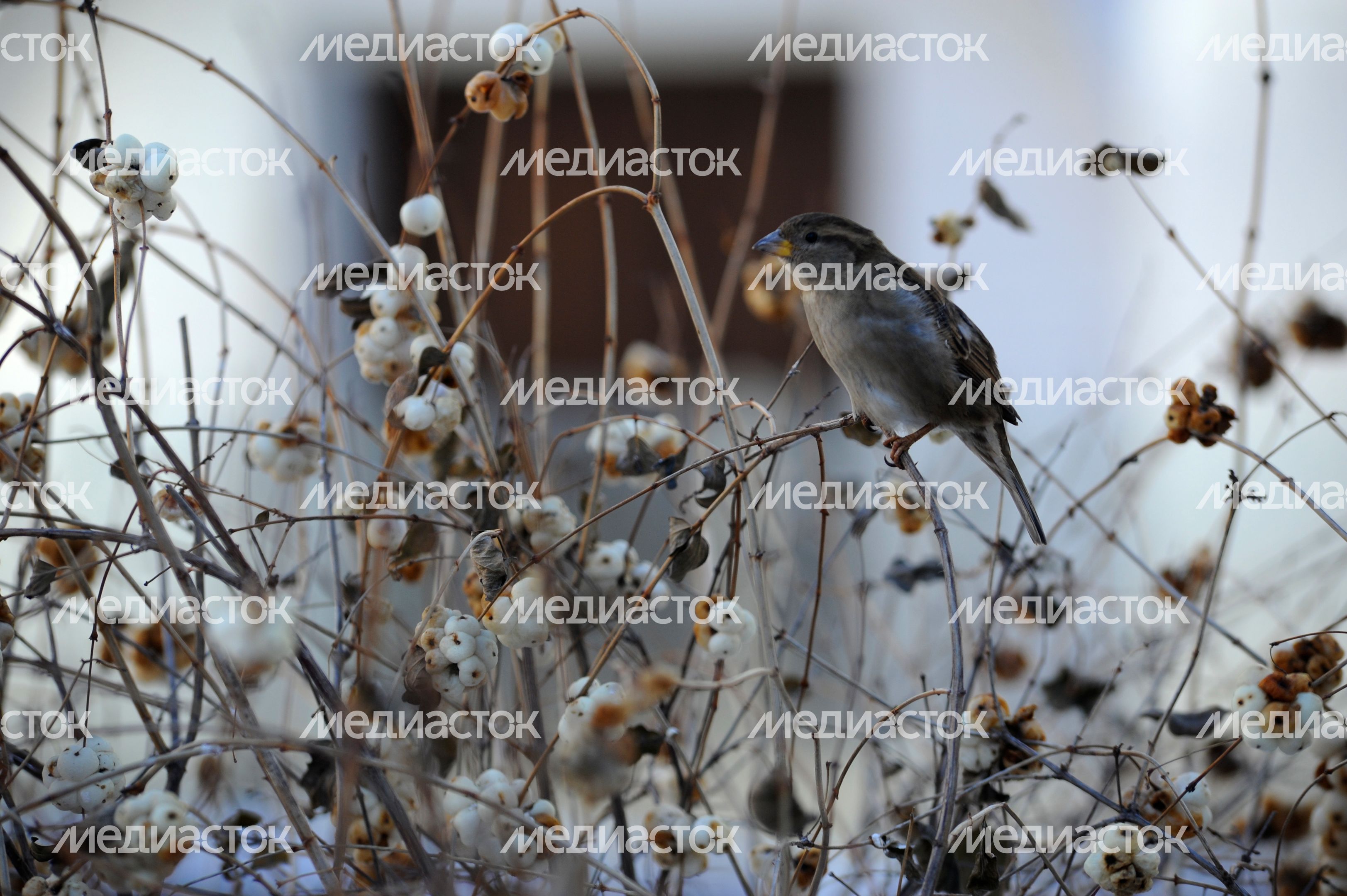 Воробей на ветке Воробей на ветке