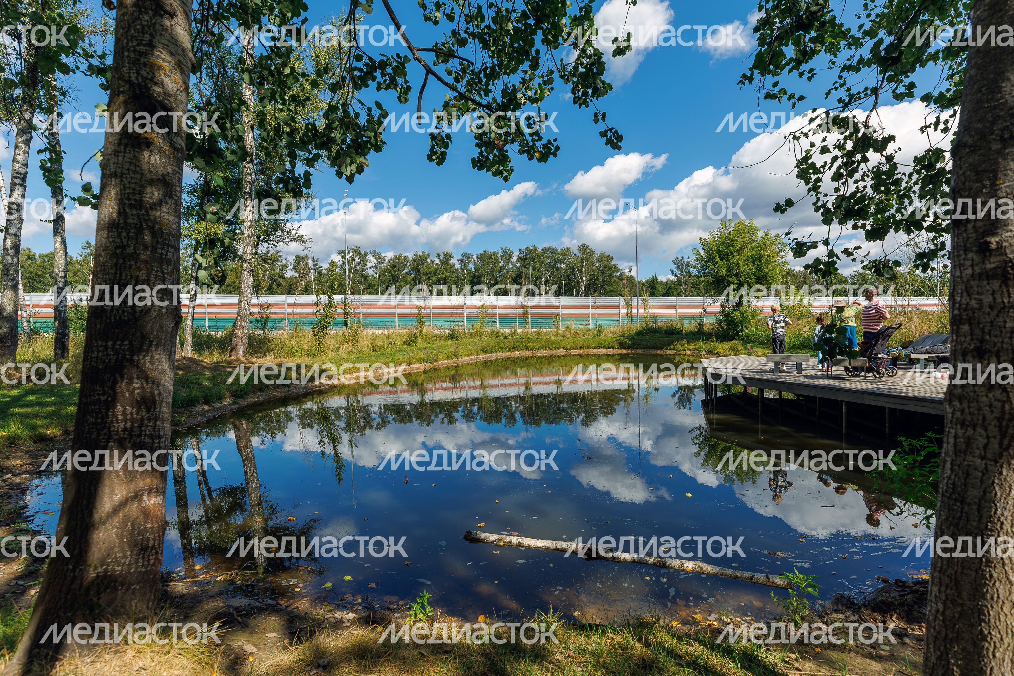 Химкинский лесопарк летом Химкинский лесопарк летом