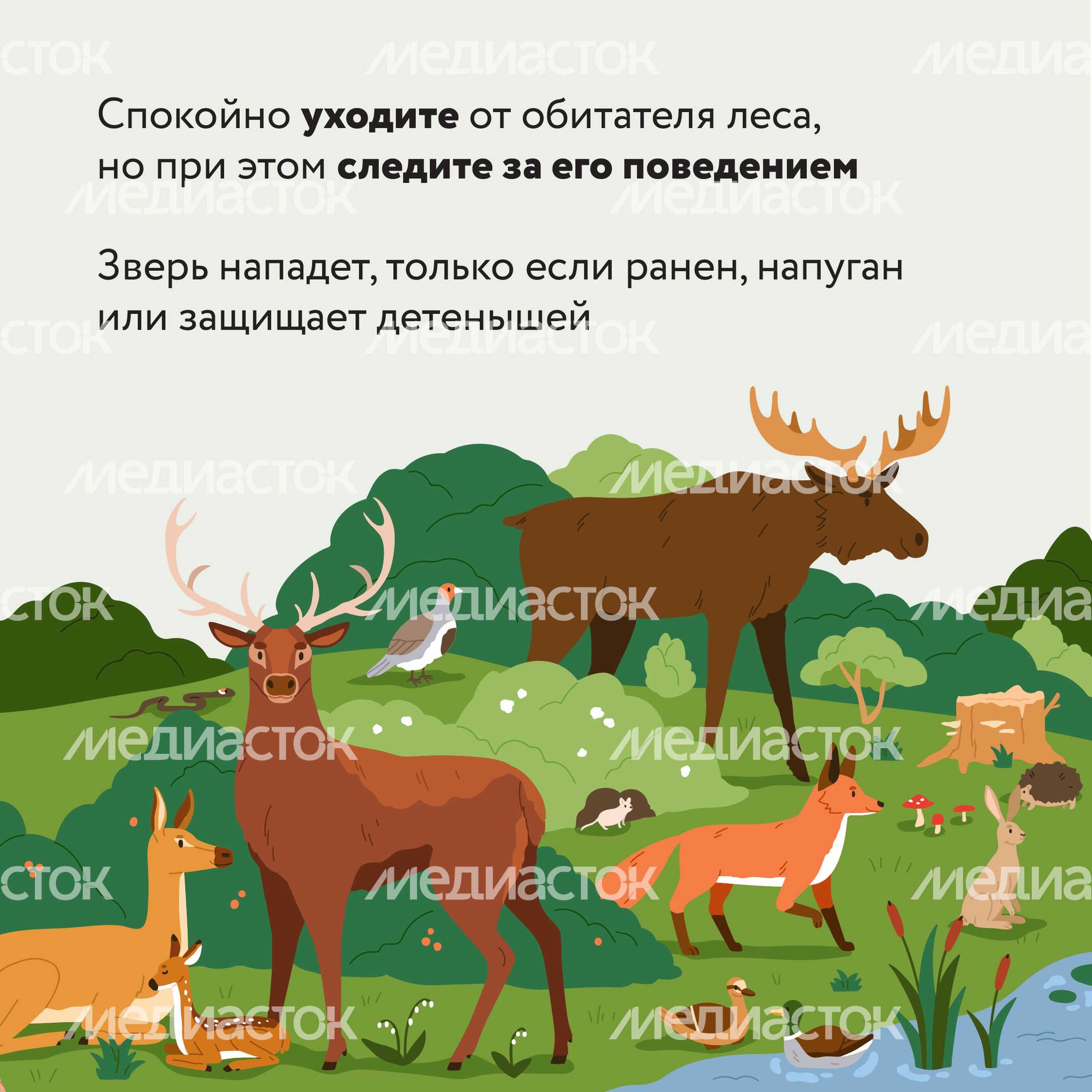 Квадрат Безопасность в лесу 05.jpg