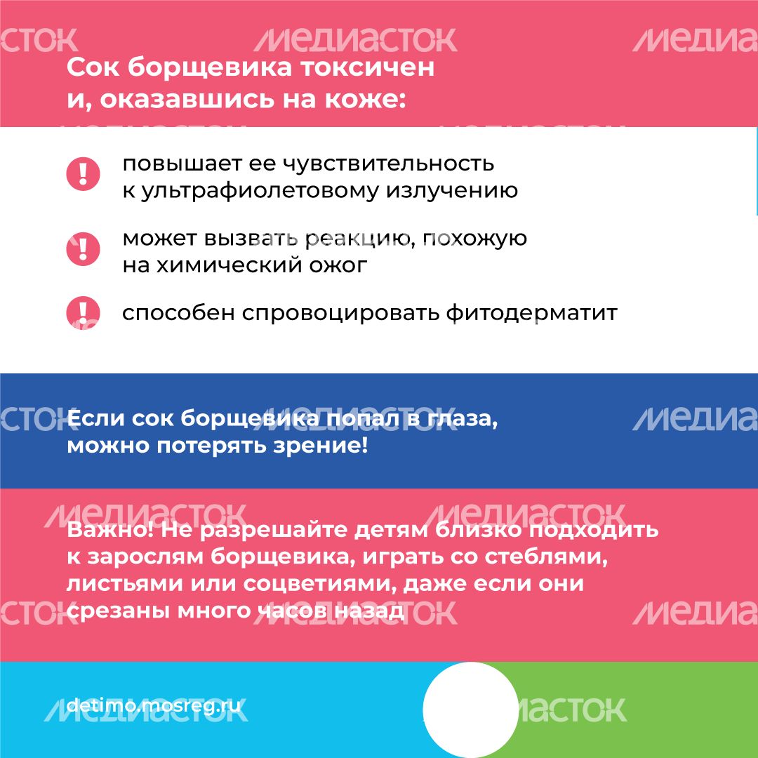 Квадрат_Борщевик Сосновского_03.png