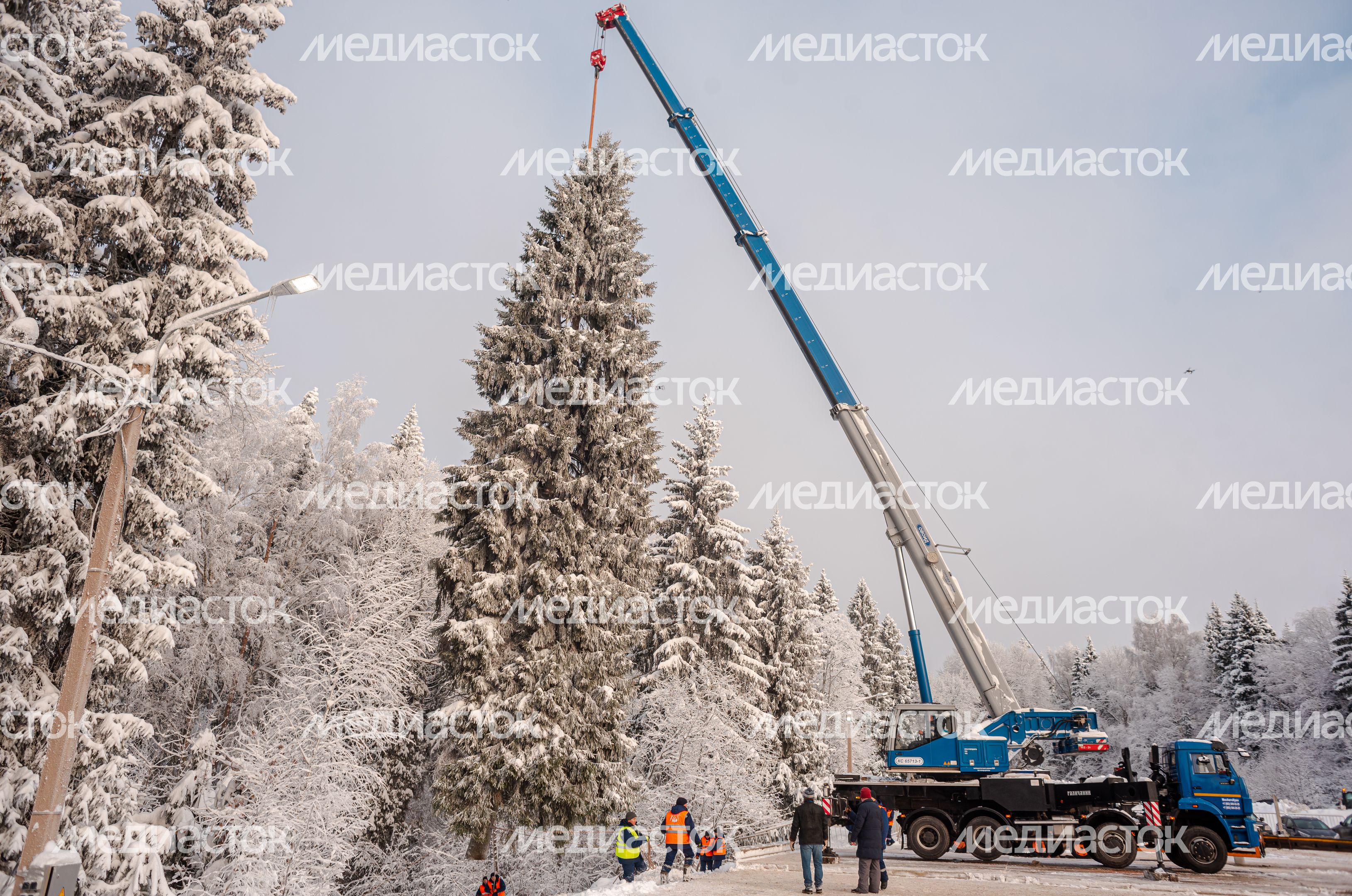 Рубка главной новогодней елки страны