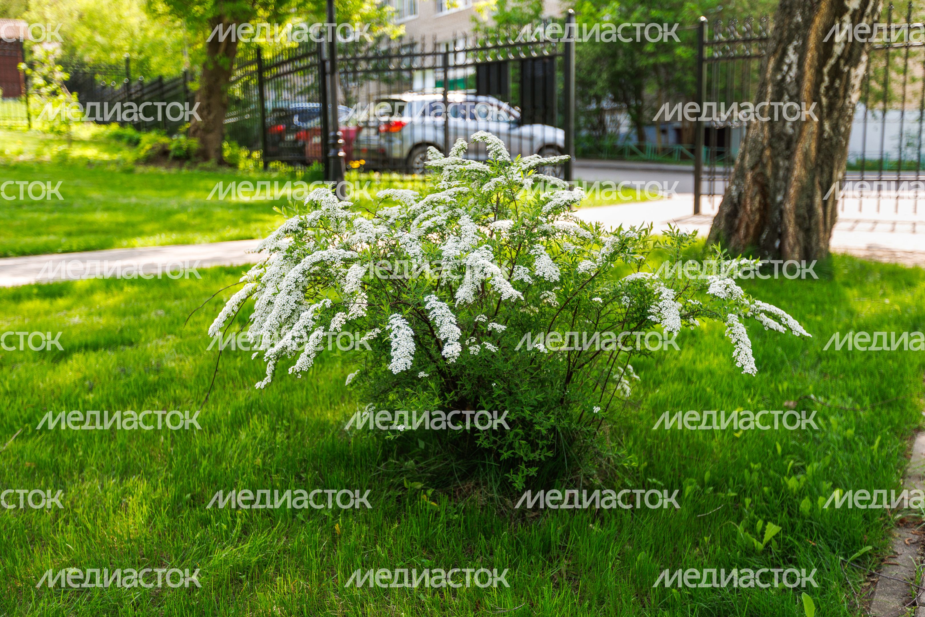 Парк усадьбы Лыткарино (усадьбы Зотовых-Чернышевых)