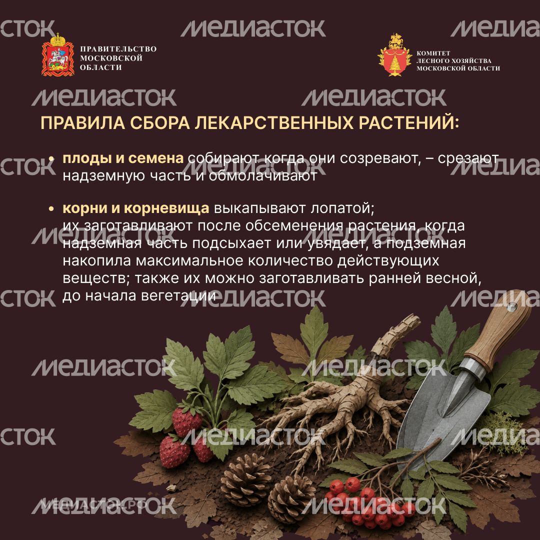 Ягоды, грибы, лекарственные растения квадрат 08