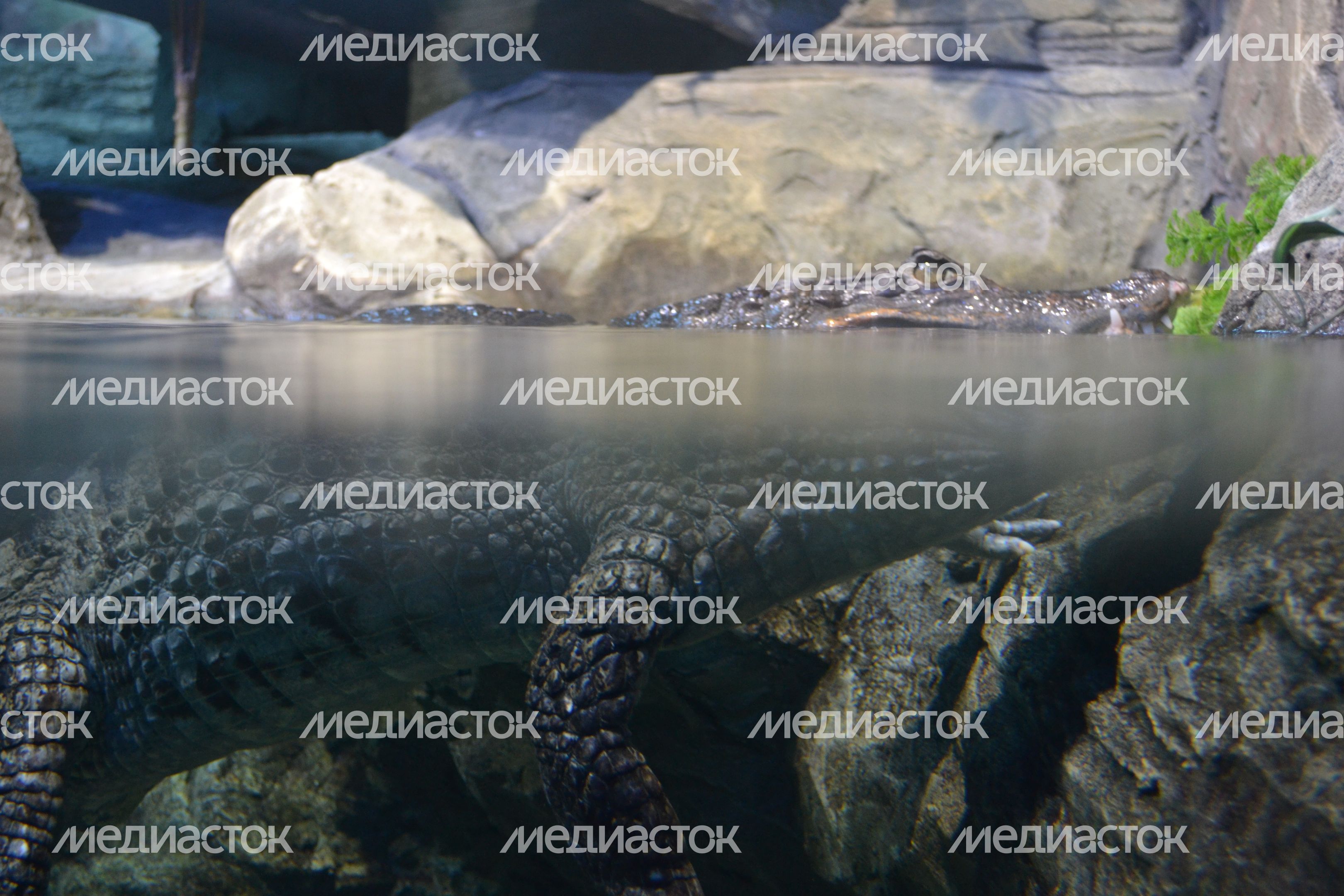 Воронежский океанариум Воронежский океанариум