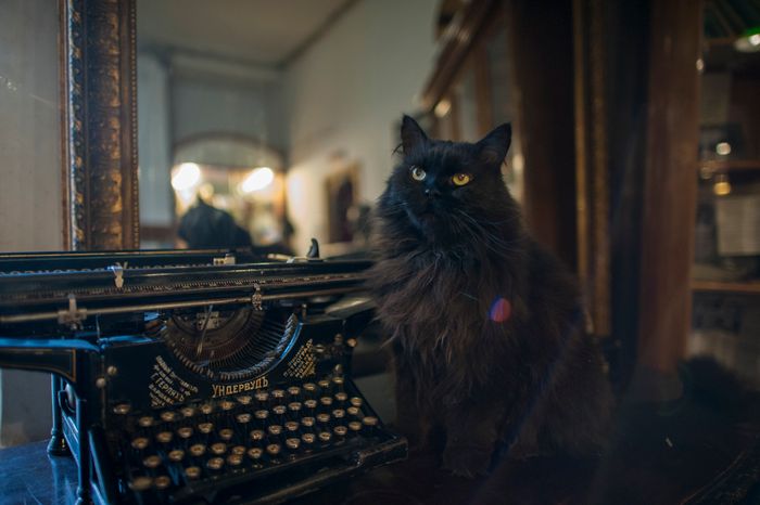 Кот Бегемот в музее «Дом Булгакова»