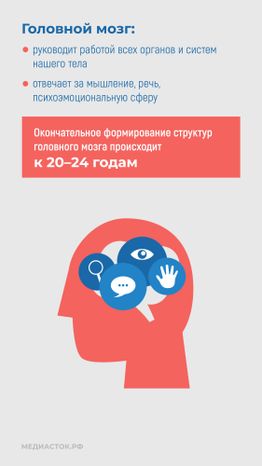 Алкоголь и развитие мозга вертикаль 04