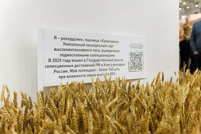 Пшеница сорта «Ермоловка», выведенная подмосковными селекционерами, на стенде «Щелково агрохим»  выставки «Золотая осень-2025»