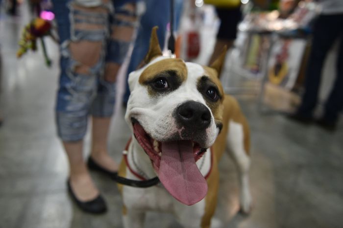 Всемирная выставка собак World Dog Show 2016 в МВЦ «Крокус Экспо»
