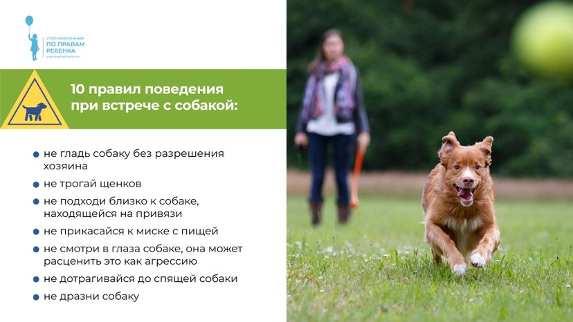 уппр_осторожно_собака_горизонталь_3.jpg