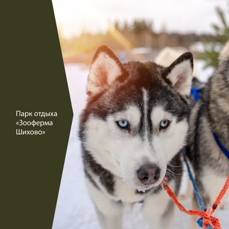 Фермы с животными