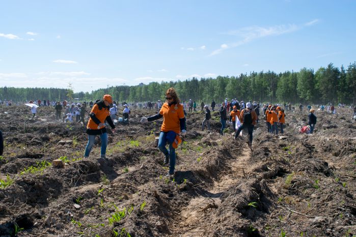Акция «Лес Победы» в Раменском районе