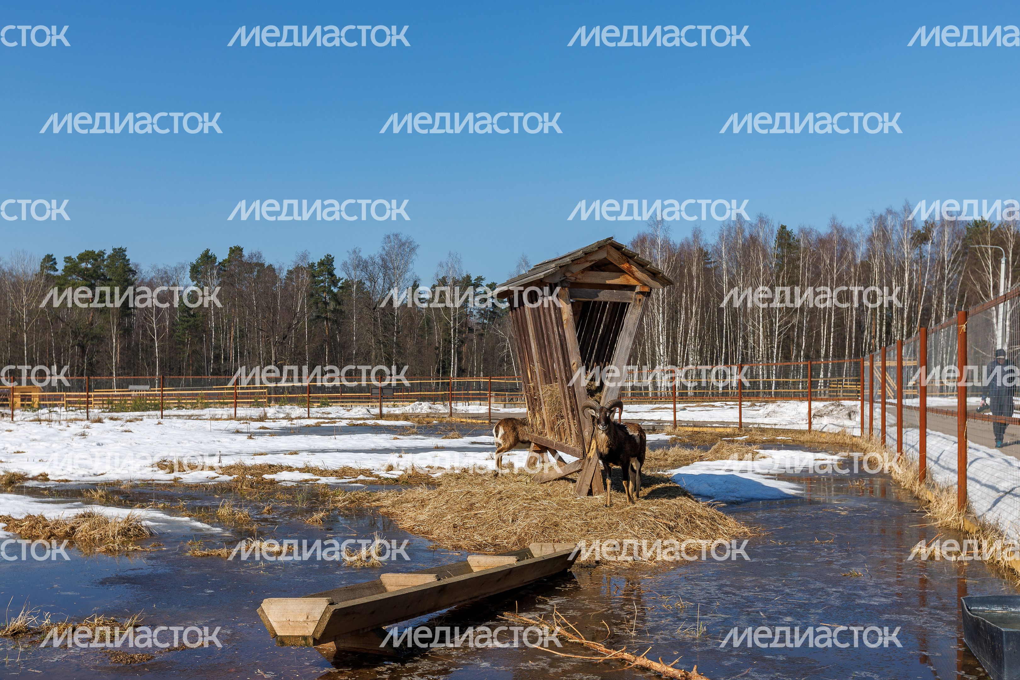 Кормушка для животных в национальном парке «Лосиный остров» Лосино-Петровского округа Кормушка для животных в национальном парке «Лосиный остров» Лосино-Петровского округа