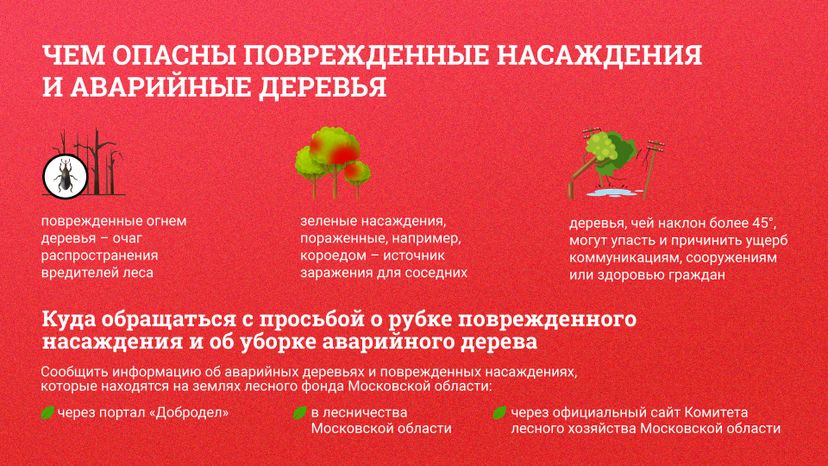 Аварийные деревья