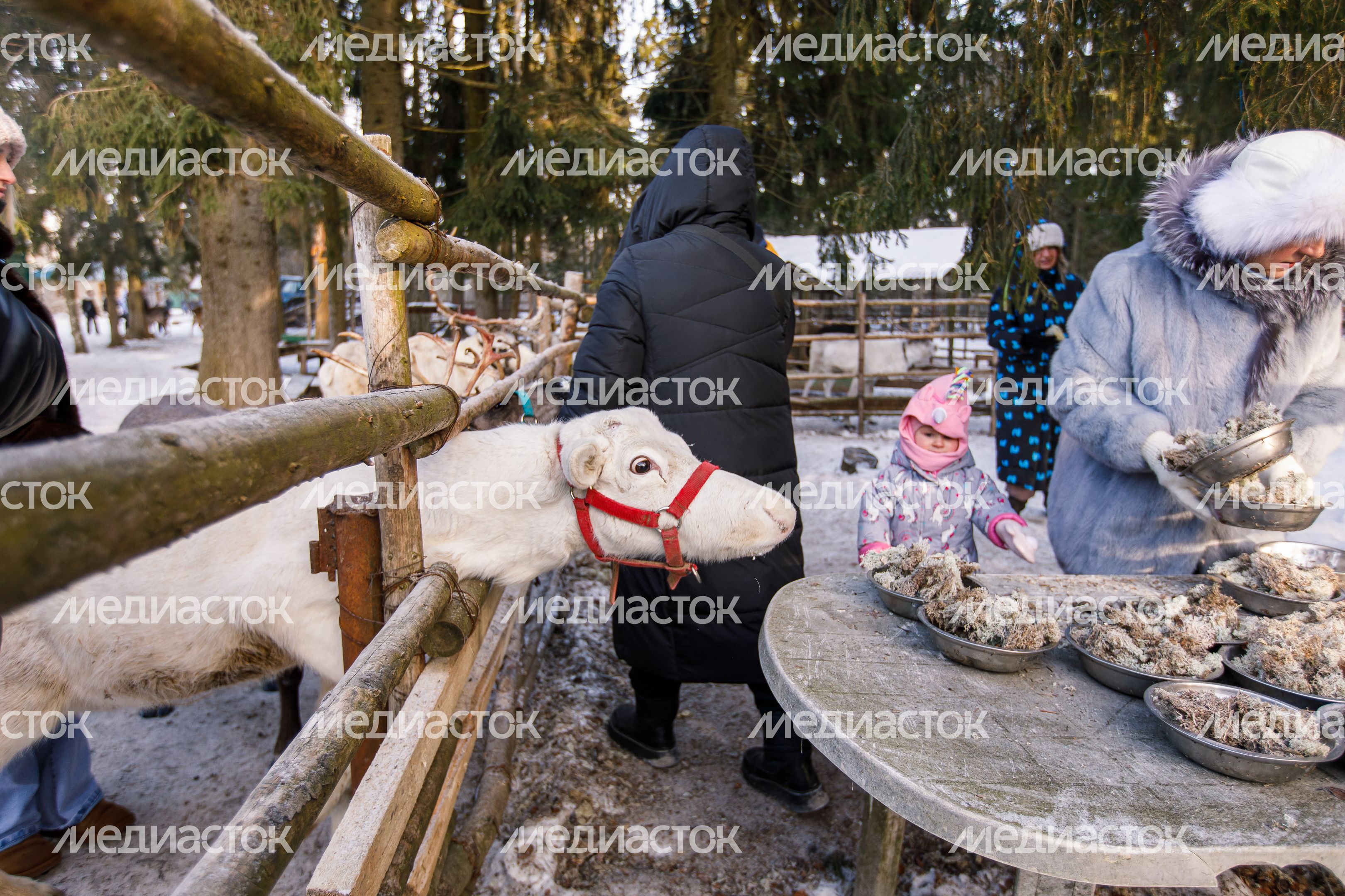 Оленья ферма ZooОleni в Рузском округе