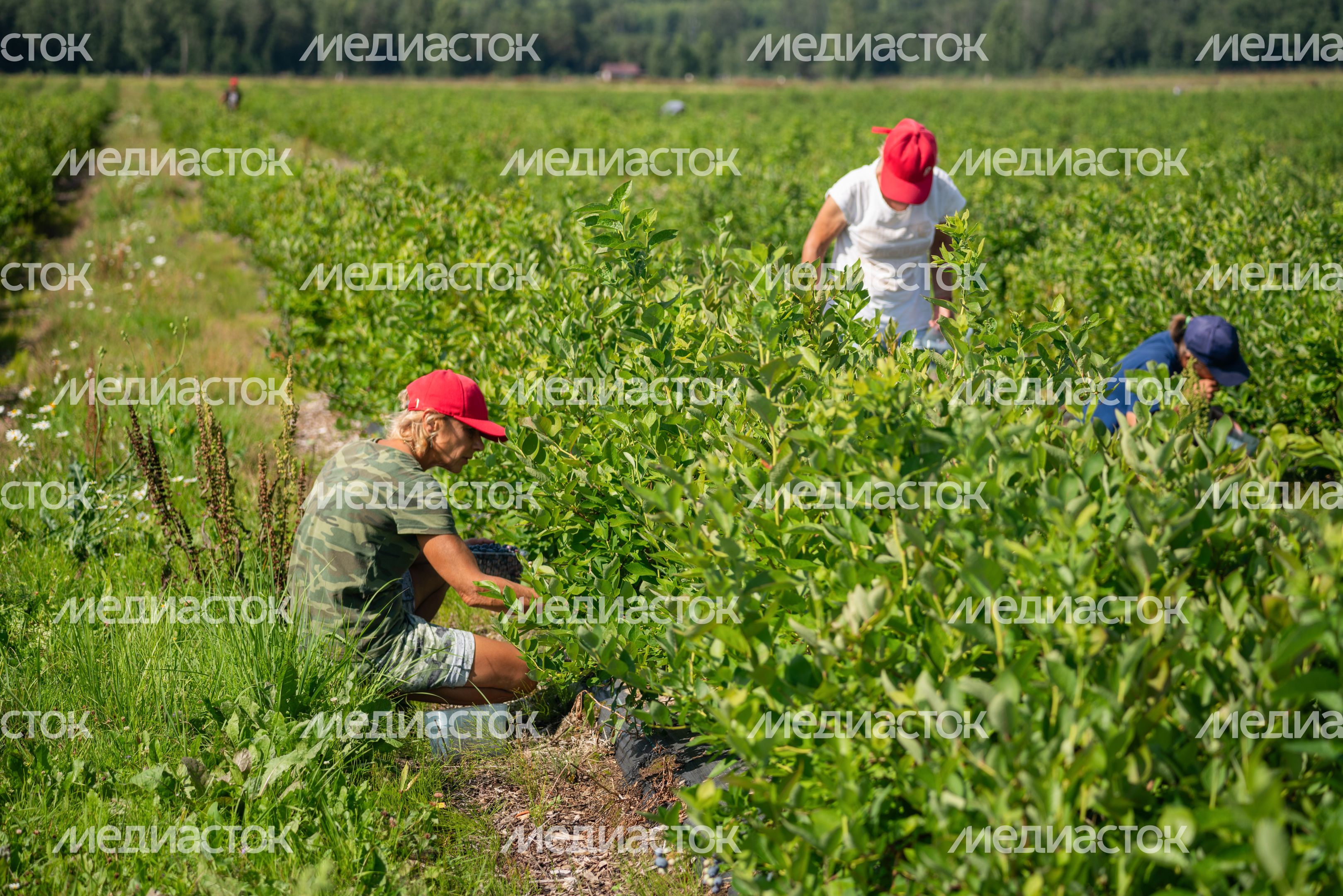 Подмосковная голубика в плодопитомнике «Ягода-малина», округ Шаховская Подмосковная голубика в плодопитомнике «Ягода-малина», округ Шаховская