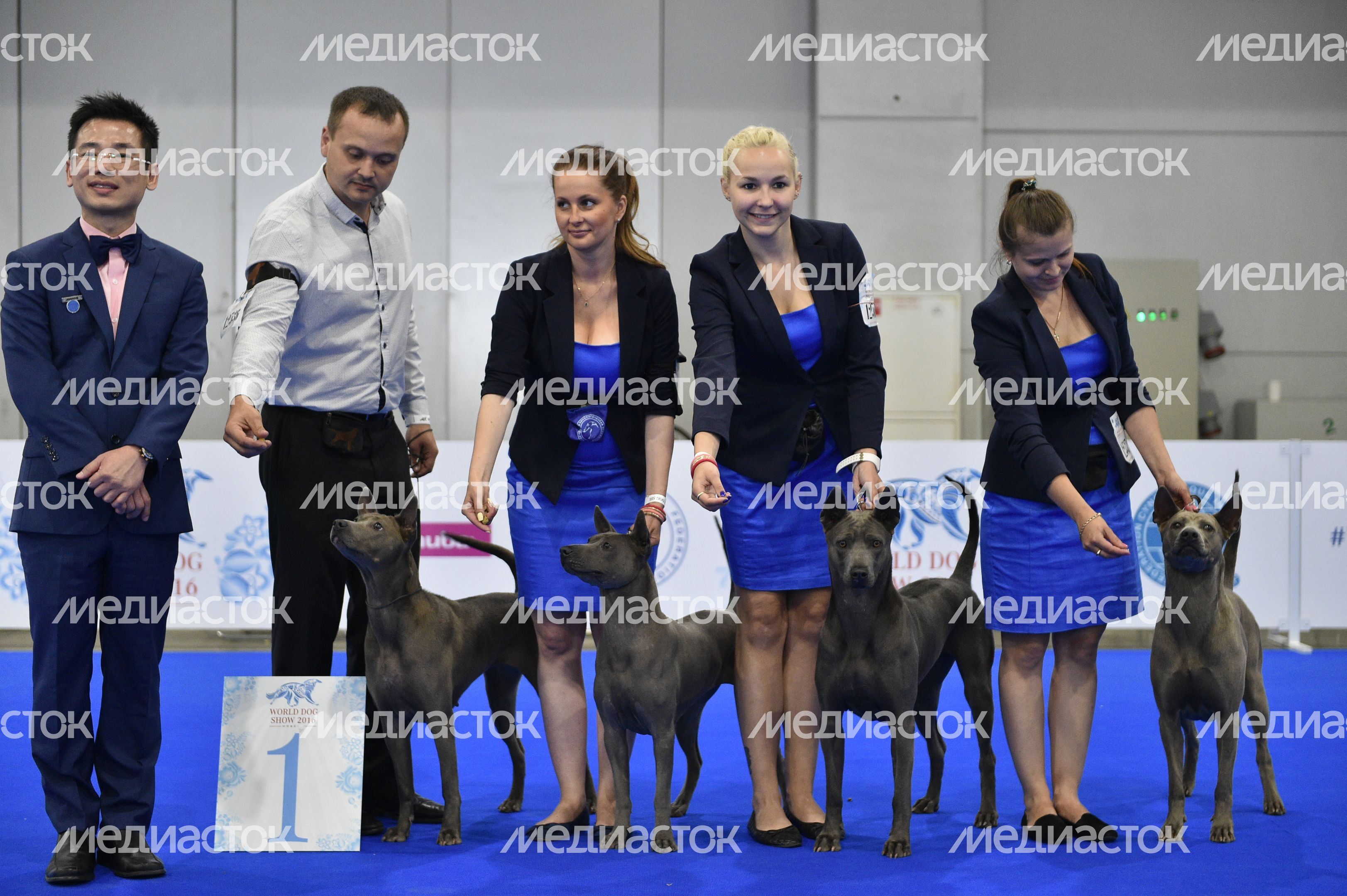 Всемирная выставка собак World Dog Show 2016 в МВЦ «Крокус Экспо» Всемирная выставка собак World Dog Show 2016 в МВЦ «Крокус Экспо»