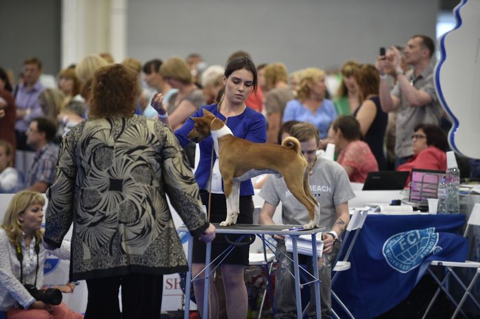 Всемирная выставка собак World Dog Show 2016 в МВЦ «Крокус Экспо»