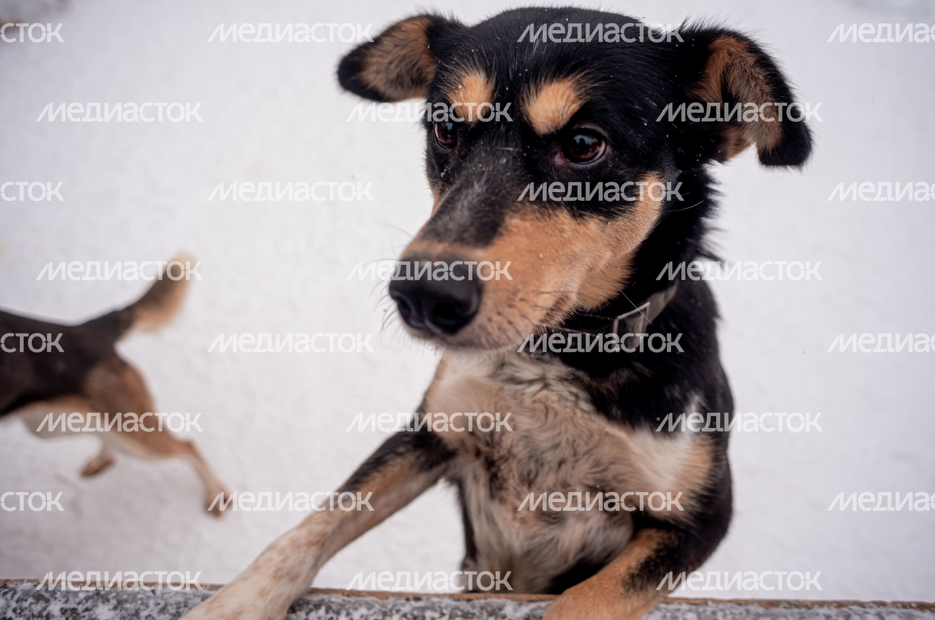 Зима в питомнике ездовых собак Северный
