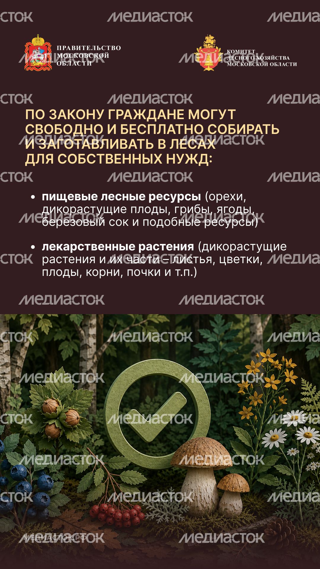 Ягоды, грибы, лекарственные растения вертикаль 03