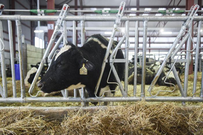 Открытие нового молочного комплекса TH True Milk в Подмосковье, 2 часть