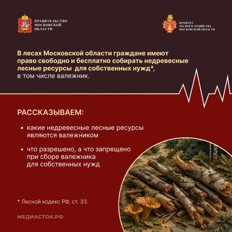 Валежник для собственных нужд квадрат 02
