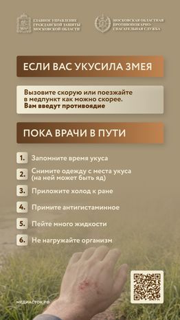 Гадюки вертикаль 07