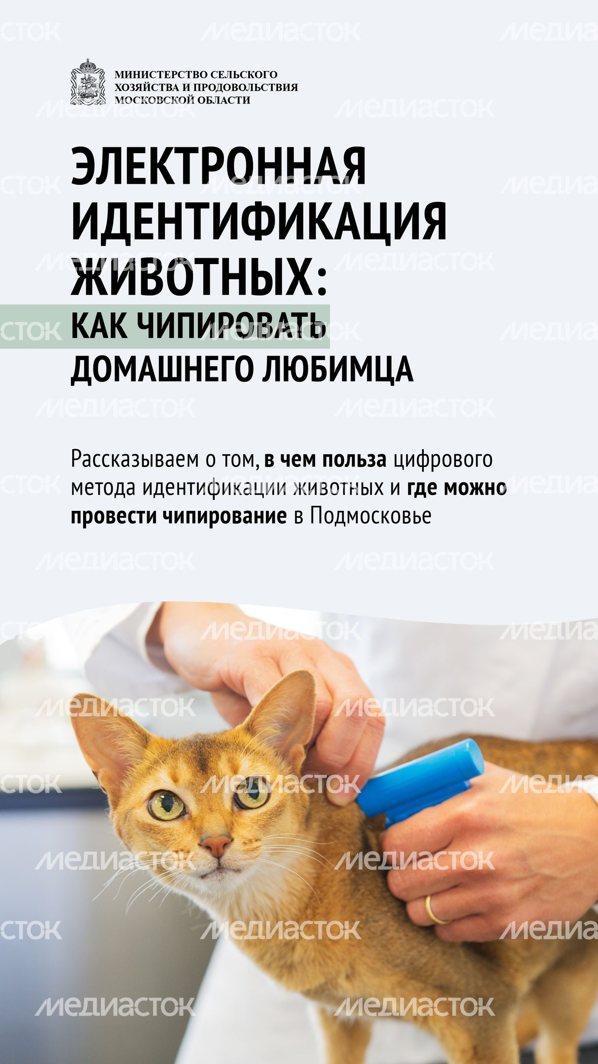 Чипирование-01.jpg