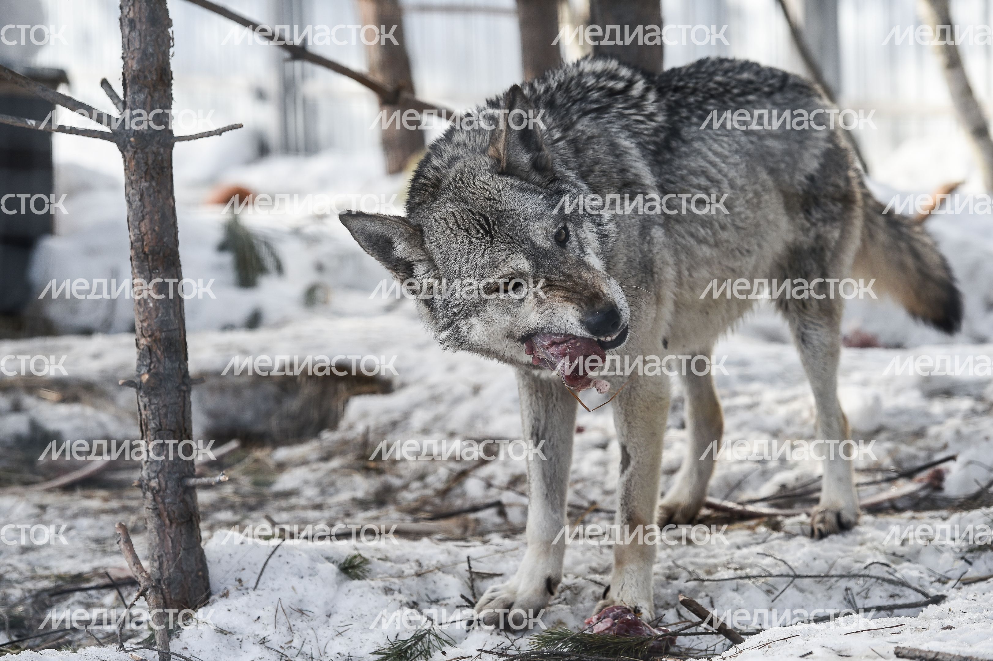 Частный приют Чертог Волка в Подмосковье Частный приют Чертог Волка в Подмосковье