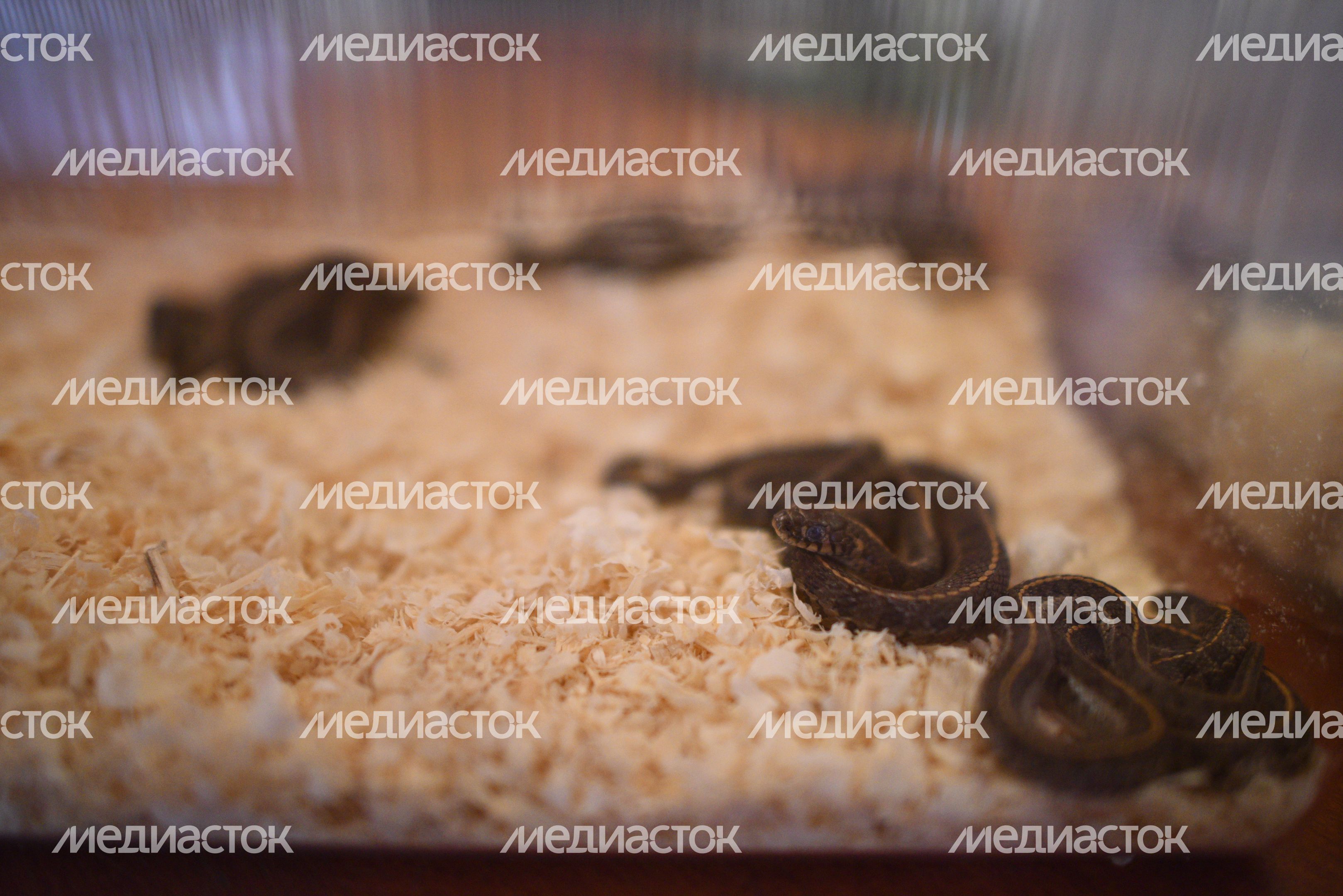 Передача контрабандных черепах и змей Московскому зоопарку Передача контрабандных черепах и змей Московскому зоопарку